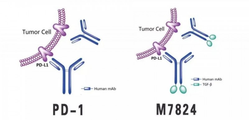 PD-1和M7824