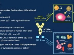 第二代双靶点药物,双靶点抑制剂,双功能抗体蛋白M7824(Bintrafusp Alfa)客观缓解率高达85.7%