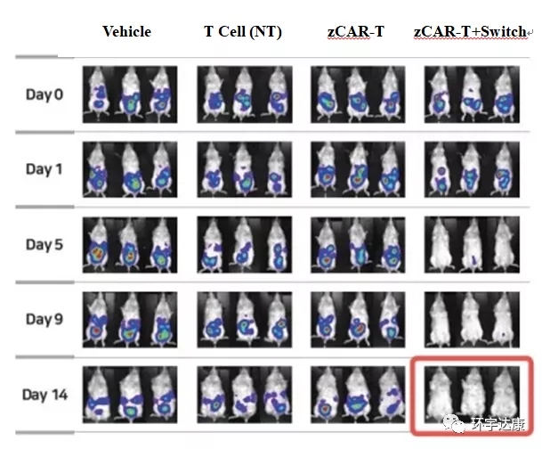 新型CAR-T完全清除卵巢癌小鼠体内的癌细胞