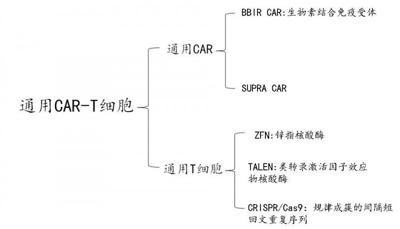 通用型CAR-T细胞