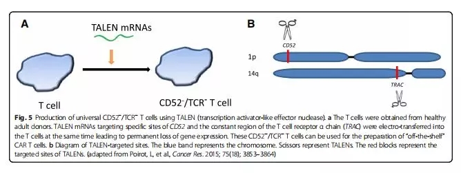 CD52抗原