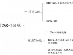 新一代CAR-T细胞疗法,第五代CART,通用型CART治疗