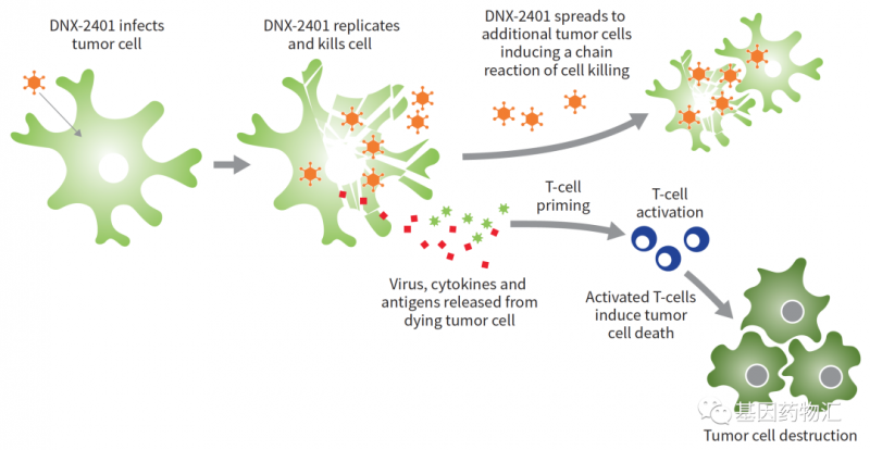 腺病毒DNX-2401