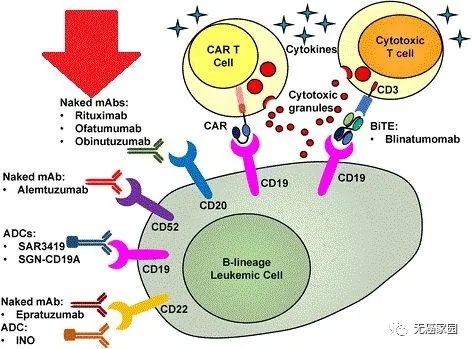CAR-T细胞免疫治疗靶点