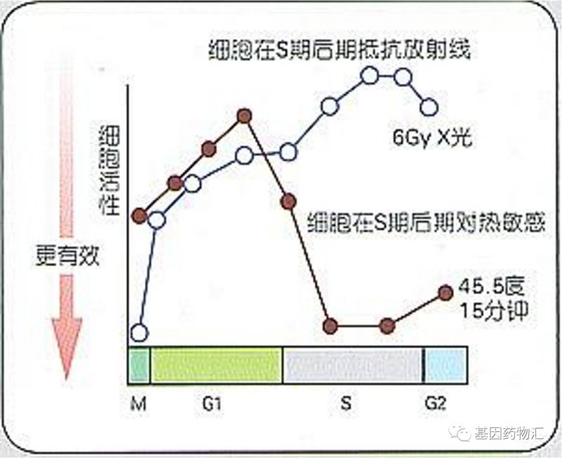 温度和细胞活性