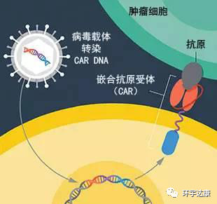 CAR-T疗法