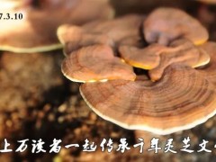 灵芝孢子粉有什么作用功效,吃灵芝孢子粉的作用与功效,灵芝孢子粉有哪些作用功效