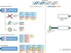 基因小课|广谱抗癌靶点NTRK突变,标靶中的钻石基因突变