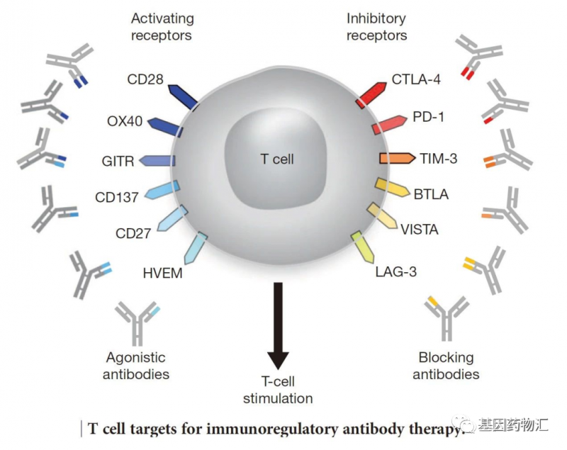 T细胞表面免疫检查点