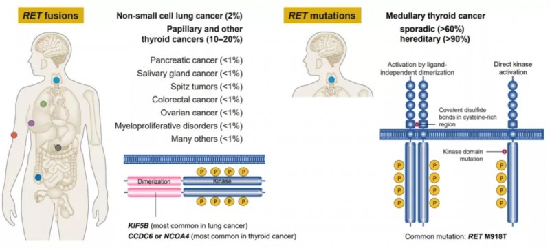 不同癌种RET融合的概率