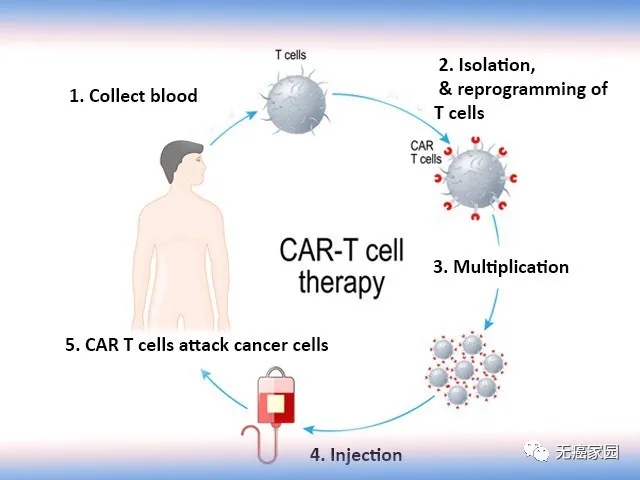 CAR-T疗法全新升级！找准有效靶点，攻克淋巴瘤、癌王、儿童脑瘤指日可待