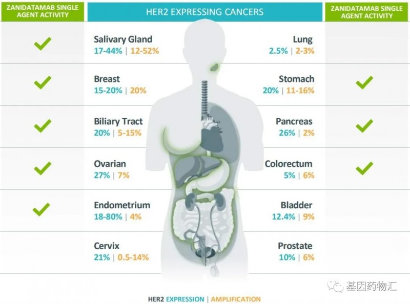 各癌种HER2突变的概率