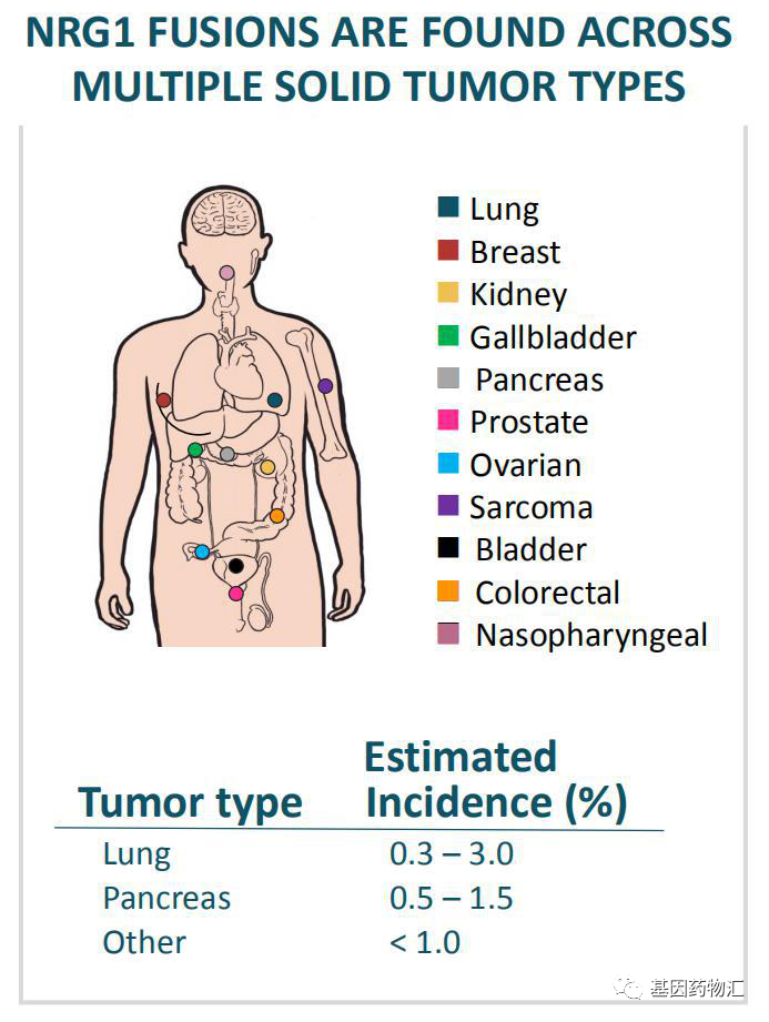 NRG1突变可能导致的癌症类型