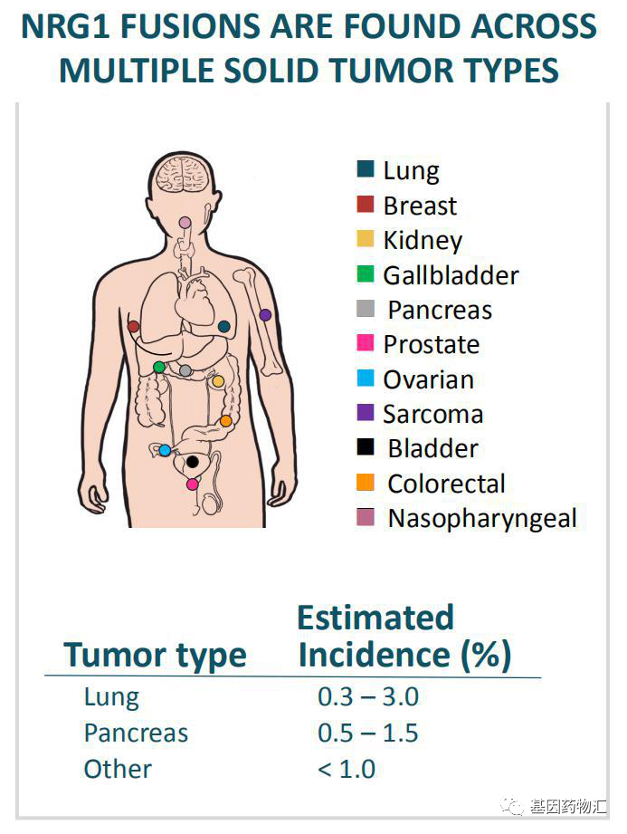 NRG1突变在所有实体瘤中的检出率