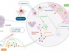 新型DC疫苗,癌症疫苗,抗癌疫苗,抗肿瘤疫苗Ilixadencel(伊利沙定)对多种癌症有效