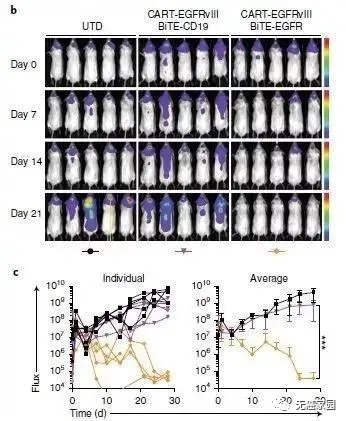 分泌BiTE靶向EGFR的CART-EGFRvIII细胞小鼠临床试验效果