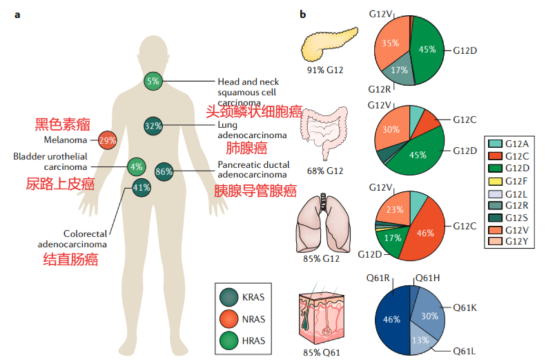 三款KRAS新药惊现！疾病控制率高达96%，史上最难治靶点迎来新希望！