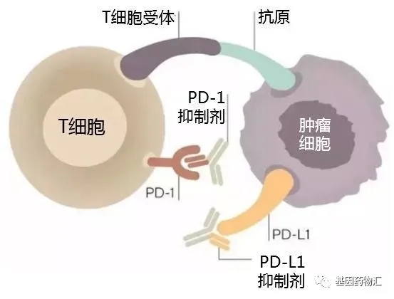 PD-1和PD-L1抑制剂抗癌机理
