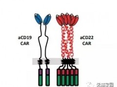 CAR-T细胞疗法,CAR-T细胞治疗,CART临床试验,CART适应症