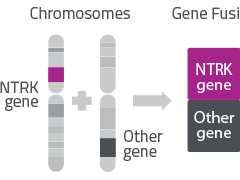NTRK基因融合检测怎么做,NTRK靶向药物有哪些,NTRK临床试验招募有哪些