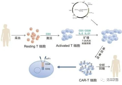 CAR-T细胞免疫疗法治疗过程