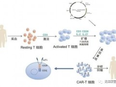 CAR-T细胞疗法,CAR-T细胞治疗,CART免疫治疗,CAR-T免疫治疗肝癌、胃癌、胰腺癌有救了