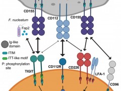 全新免疫检查点TIGIT全称具有Ig和ITIM结构域的T细胞免疫受体(TIGIT抗体),十款PD1新药TIGIT单抗迎来新希望