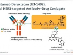 抗体偶联ADC药物,抗体-药物偶联物HER3抑制剂U3-1402(Patritumab Deruxtecan)奥希替尼耐药同样有效