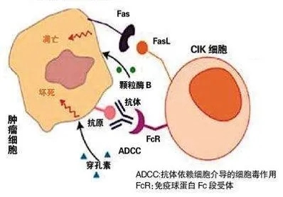 CIK疗法治疗机制的示意图