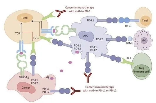 免疫检查点抑制剂治疗机制示意图