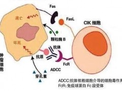 什么是细胞免疫治疗,什么是细胞免疫疗法,细胞免疫治疗是什么意思