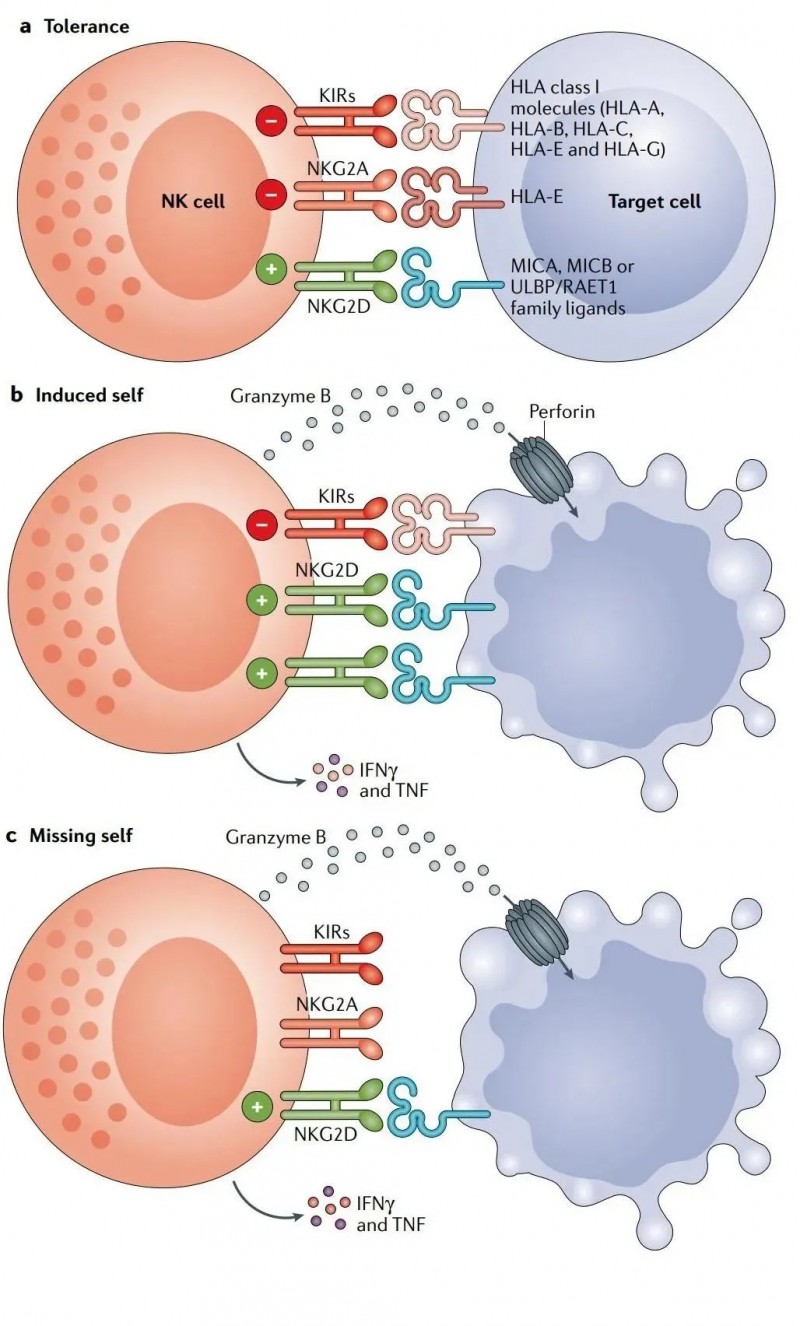 NK细胞的抗肿瘤效应机制