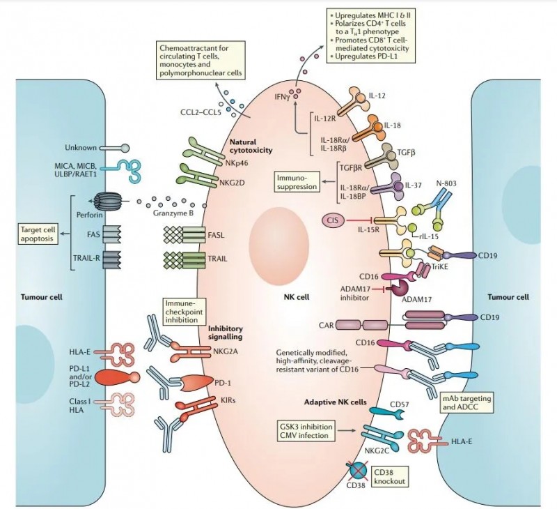 NK细胞在TME中的免疫抑制