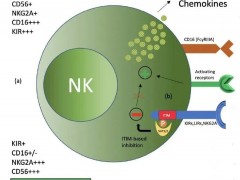 肿瘤细胞免疫治疗中的NK免疫细胞