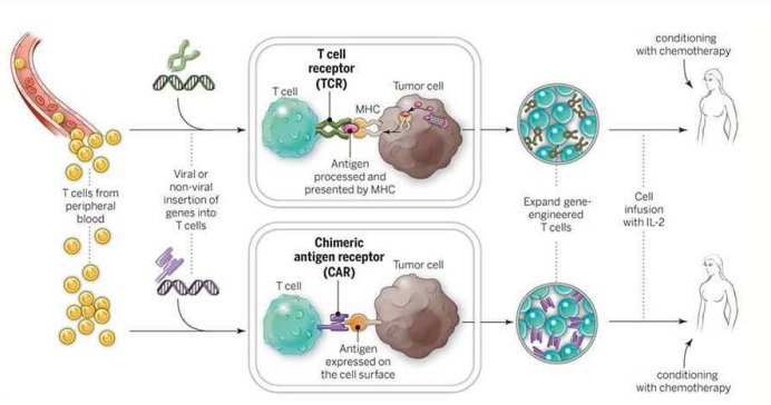 体外加工的T细胞