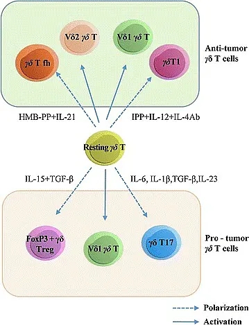 γδT cells的分类及肿瘤特性