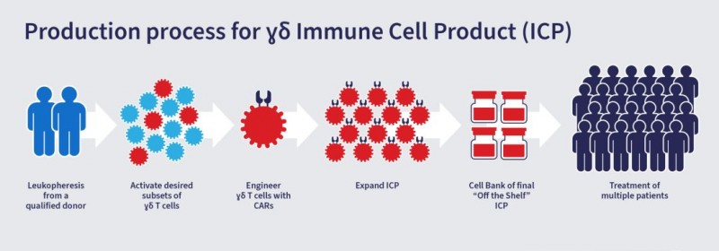 Adicet基于γδT细胞的细胞疗法流程