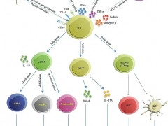 "小众"的癌症肿瘤细胞免疫治疗-γδT细胞疗法