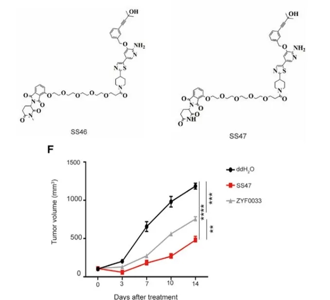 小分子抑制剂和PROTAC分子联合CAR-T免疫治疗表现出更好的抗肿瘤效应