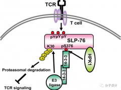 T细胞疗法新标靶HPK1靶点的识别及其抑制剂发现