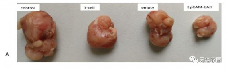 靶向EpCAM抗原的CAR-T的杀伤肿瘤对比