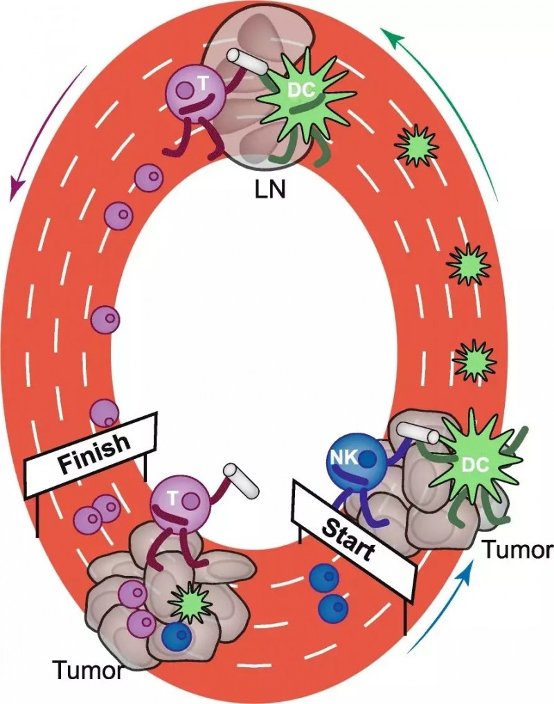 NK细胞的抗癌原理