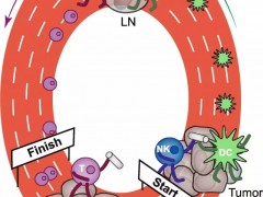 NK细胞治疗癌症肿瘤,什么是NK细胞,NK细胞疗法是什么,NK细胞免疫治疗是什么意思