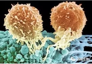 免疫细胞消灭癌细胞