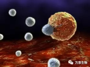 自体免疫细胞杀死癌细胞