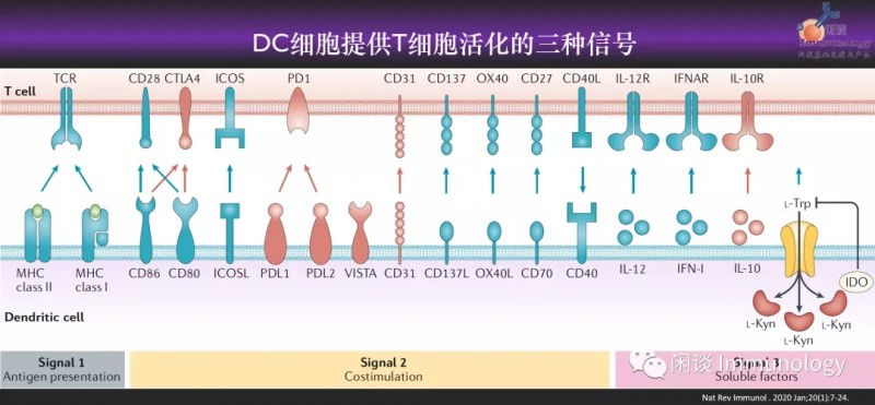 DC细胞提供T细胞活化的三种信号