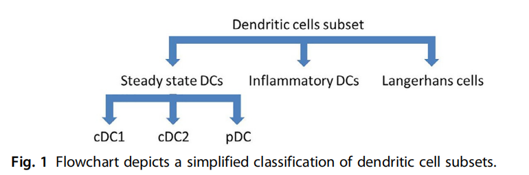 树突状细胞亚群的简化分类