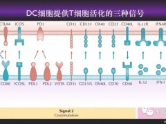 树突状(DC)是什么细胞,树突状细胞疫苗,DC生物细胞免疫疗法