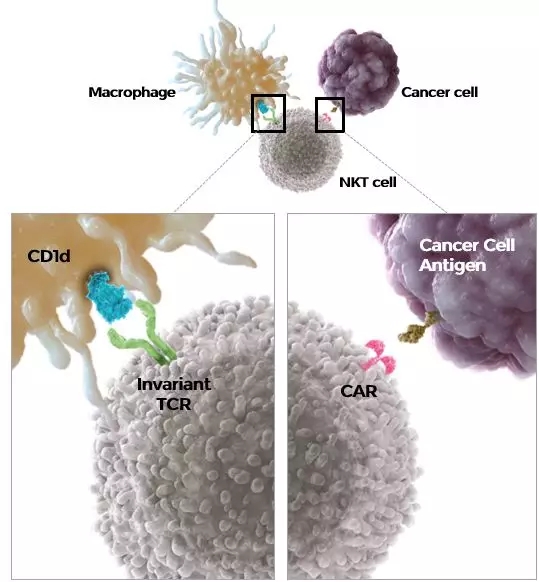 CAR-NKT疗法加入了IL-15(白细胞介素15)
