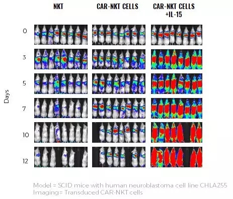 CAR-NKT细胞免疫疗法小鼠试验